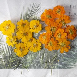 8-10cm/24pcs,nature pressed Cosmos sulphureus tiny flower,plant material DIY glue drop dry flower mobile phone case photo frame