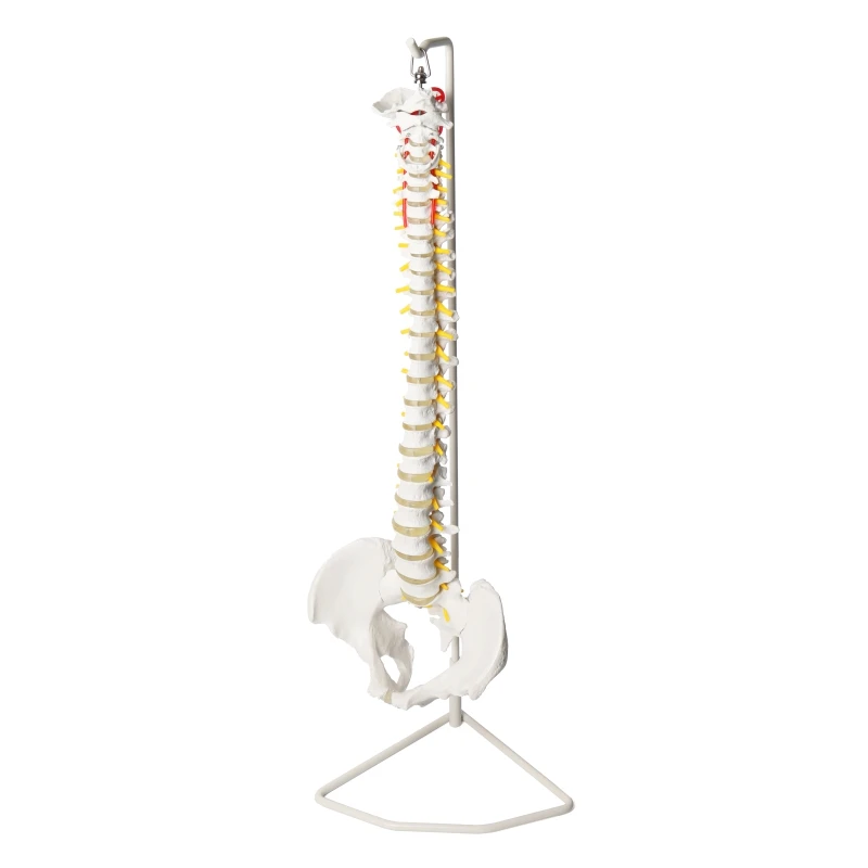 

Human Life Size Spine Anatomical Model, 85cm Vertebral Column Model with Pelvis