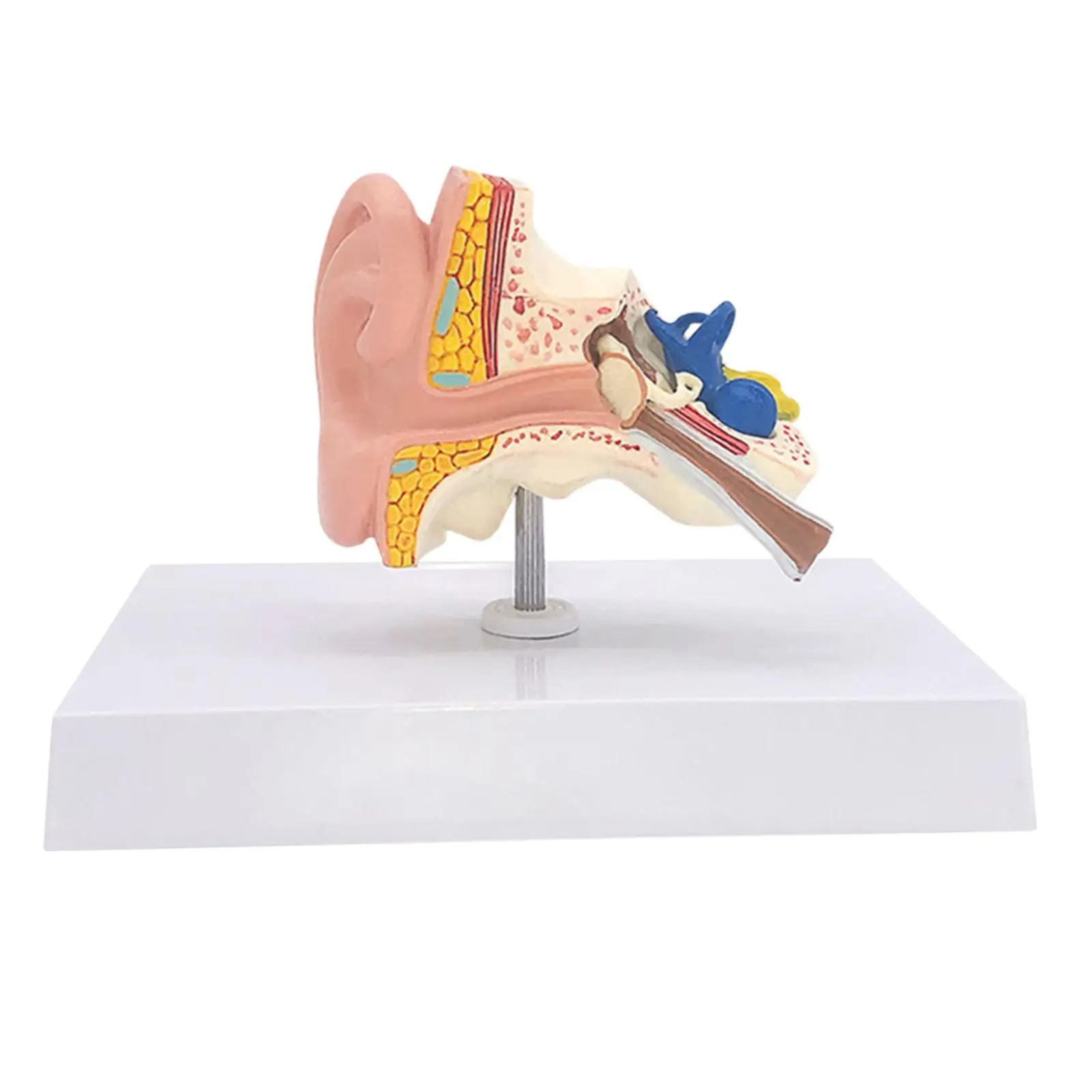 

Human Ear Model Anatomical 3D Ear Model for Classroom Study Display Teaching