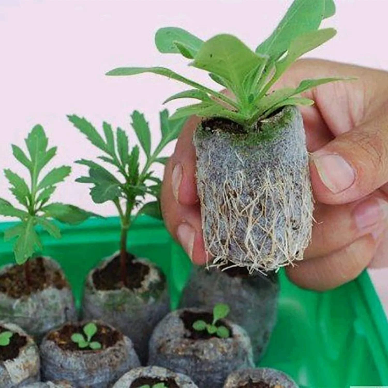 Planta do solo Starters Plugs, Bloco de mudas, Fertilizante de sementes, Bloco de nutrientes para flores, 30mm, 120Pcs