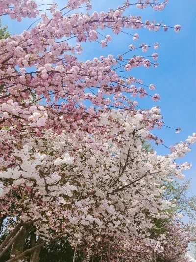 

1 set 158mm 1/8 1/10 Short Course Truck Tire Tyre with 12mm 14mm 17mm Wheel Hex for Slash ARRMA SENTON HSP HPI RC Car