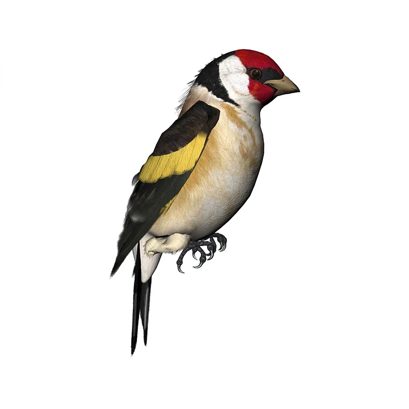 New Design for Tinsel Finches Car Stickers Cartoon Refrigerator Windscreen Waterproof Bumper Vinyl Car Decoration Decal DIY 13cm