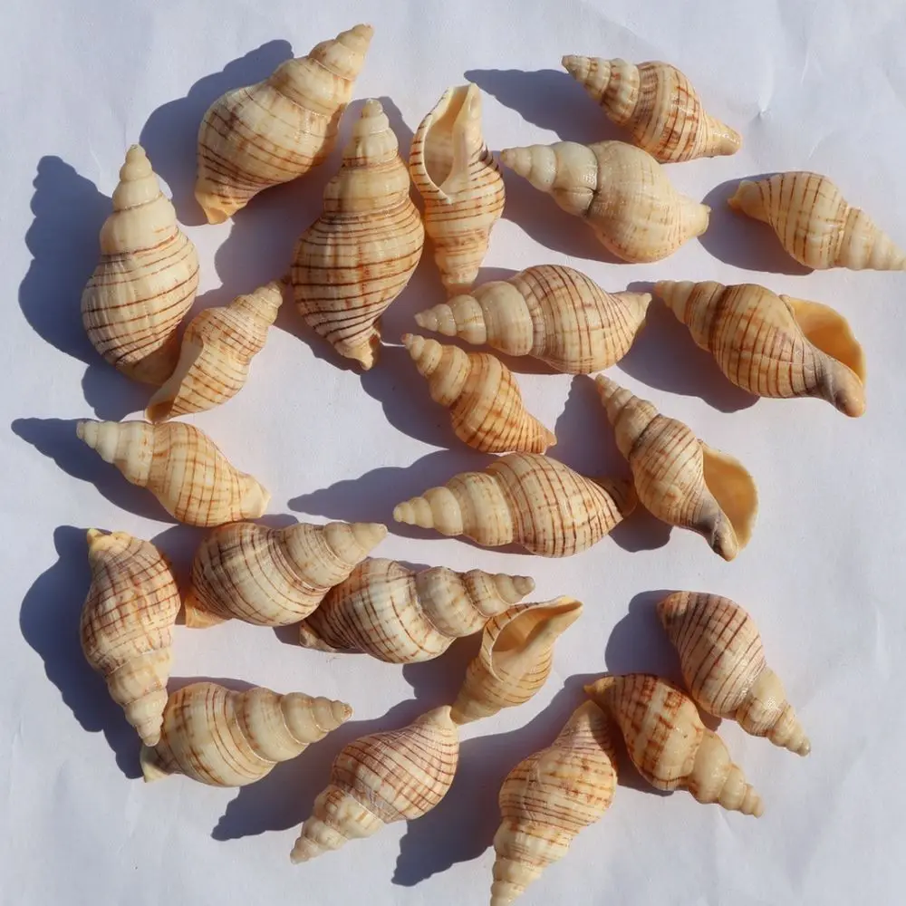 Authentic Sea Shells Mixed Conchs For Aquarium Landscape Fish Tank Decor Nautical Diy Art Craft Ornament Wedding Decor