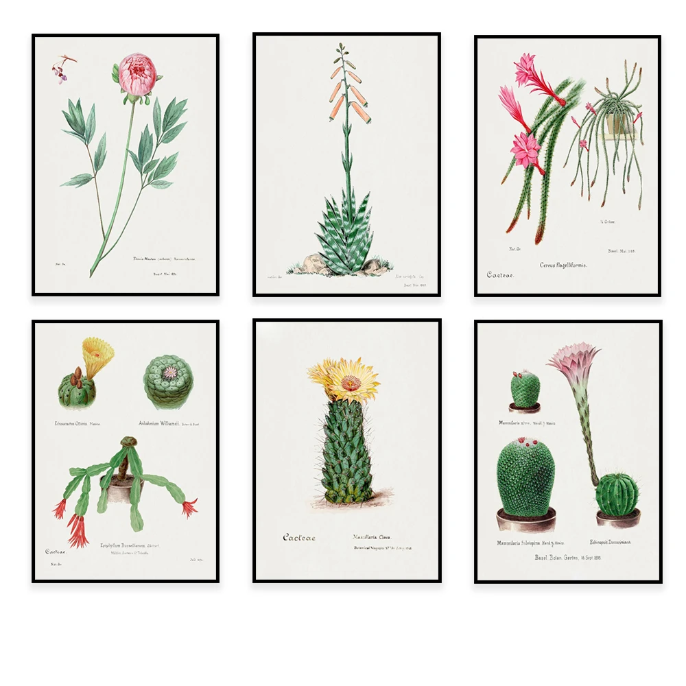 Watercolor cactus floral illustration by Familie der Cacteen, honeycomb cactus, rat tail cactus, hyacinth, assorted cacti poster