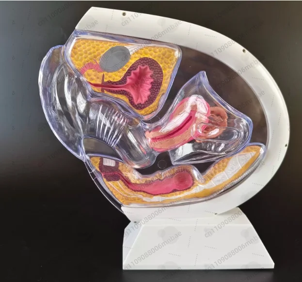 Factory Medical Science Educational Equipment Female Reproductive System Model Transparent Uterus Model Female Anatomical Model