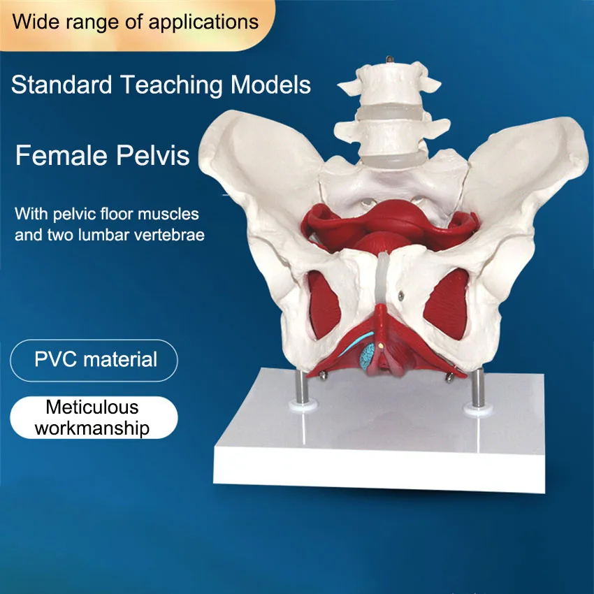 

Detachable Female Pelvis Muscle With two lumbar vertebrae Anatomy Model Educational Science Teaching Resources