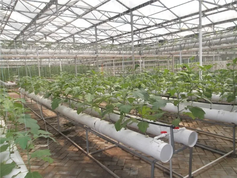 China Supplier Commercial Used Strawberry Tomato Hydroponics PC Greenhouse