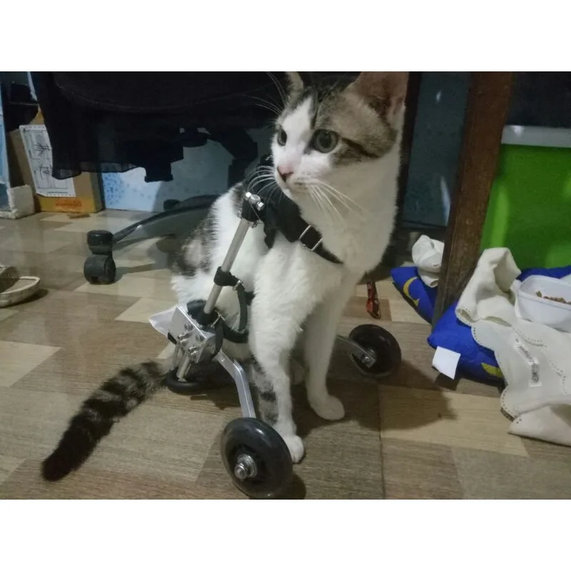 Cat wheelchair paralyzed cat scooter disabled cat assisted hind limb exercise car broken leg dog cat pet car