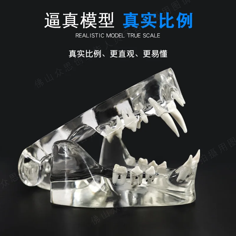 Transparent Pet Dental Model for Dogs & Cats, Animal Oral Teaching Demonstration Mold