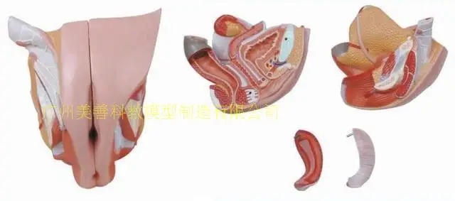 4parts 1:1 Life-sized Human Male Female Anatomy  Internal External Reproductive Organs Urinary System Model Andrology  Structure