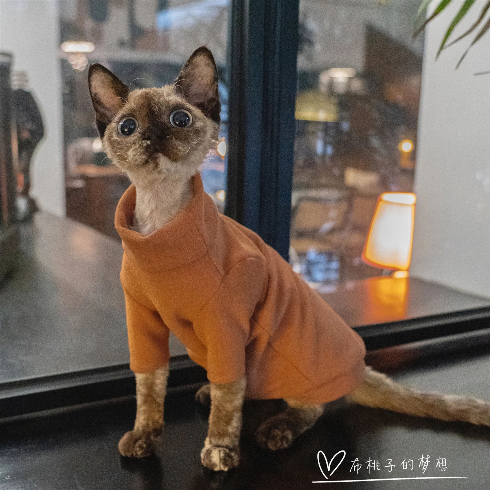 Sphynx-Manteau d'hiver en velours allemand double face pour chat, vêtements orange, couche d'apprêt thermique auto-chauffante épaissie cationique, Devon