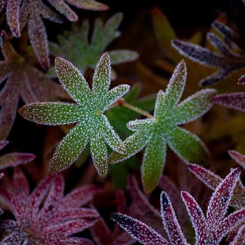 

Transmitter Strap Adjustable Metal Buckle Remote Controller Neck Strap for HGLRC C1 Remote Controller