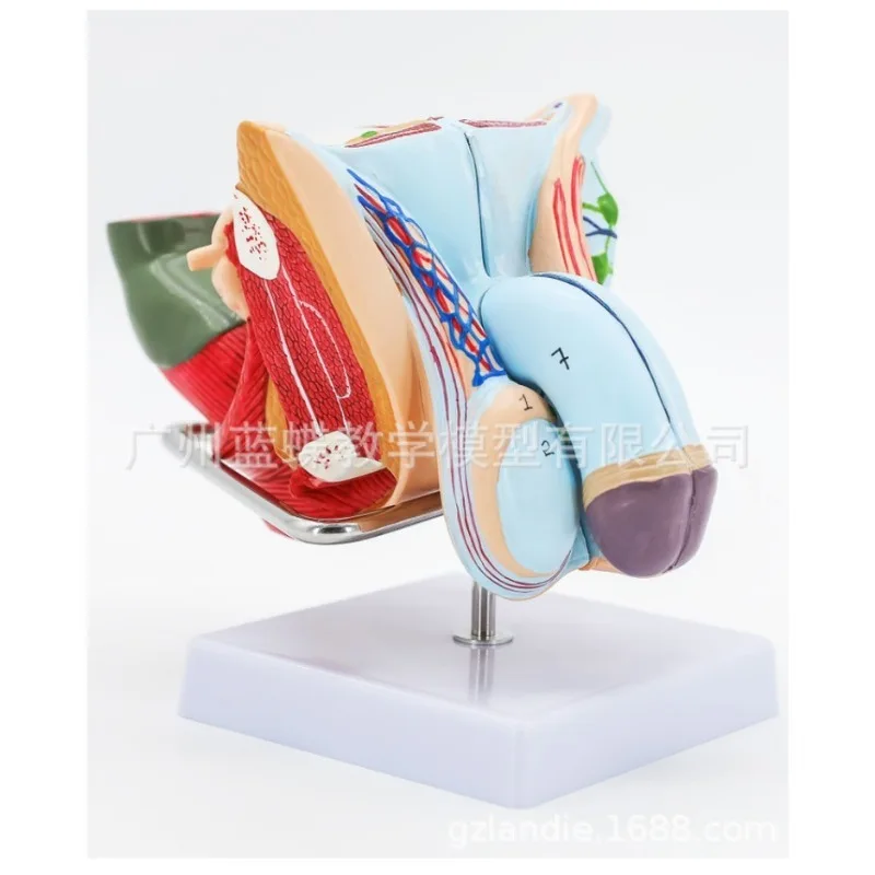 

Анатомия 1:1 в натуральную величину Человек Мужчина Женщина генита Внутренние внешние репродуктивные органы Модель мочевой системы Андрология Структура