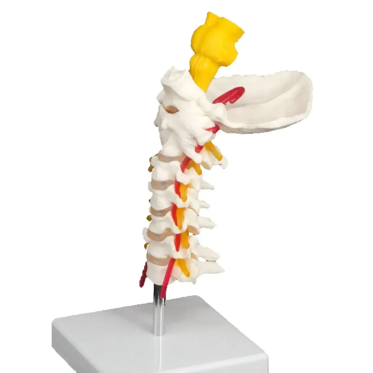PVC Occipital and Spinal Cervical Anatomy Vertebrae Carotid Artery Tibia Model Teaching Training Aid Education
