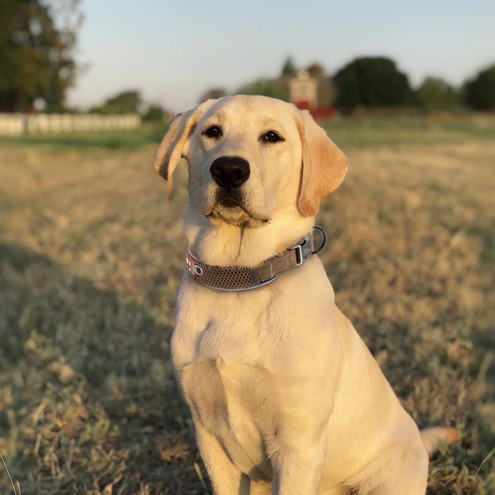 Personalisiertes Hundehalsband aus Mesh, atmungsaktiv, reflektierende Haustier-Halskette, langlebig, für kleine, mittelgroße und große Hunde, kostenlose Gravur – Detail 19