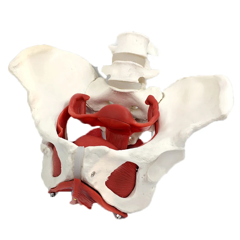 Detachable Female Pelvis Muscle Anatomy Model Medical Science Teaching Resources Drop Shipping