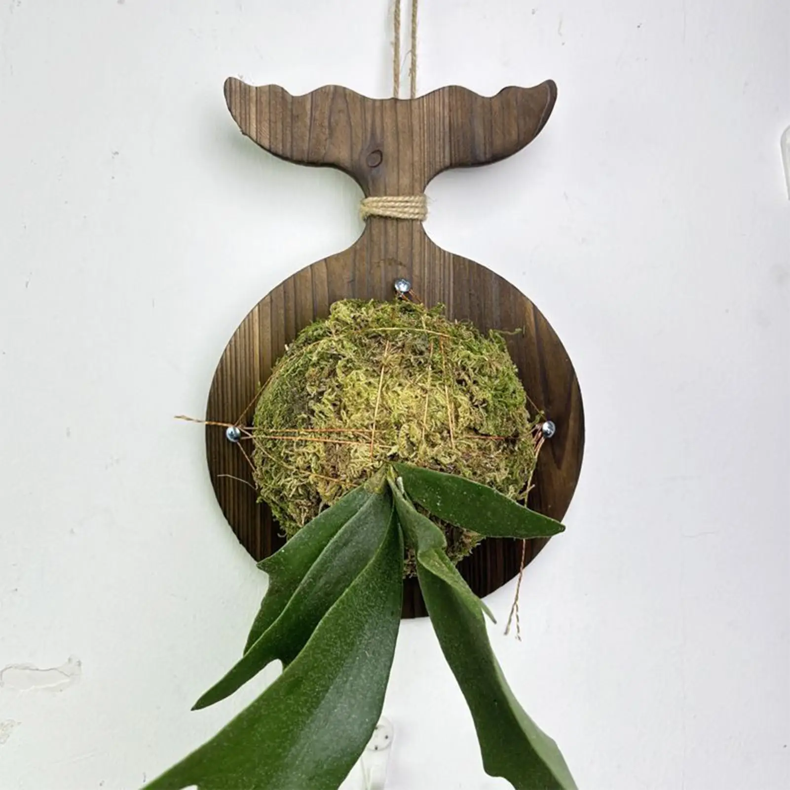 Staghorn تصاعد مجلس Staghorn السرخس زراعة مجلس حامل حائط توفير المساحة حديقة ديكور المنزل لغرفة النوم مكاتب الشرفة #5