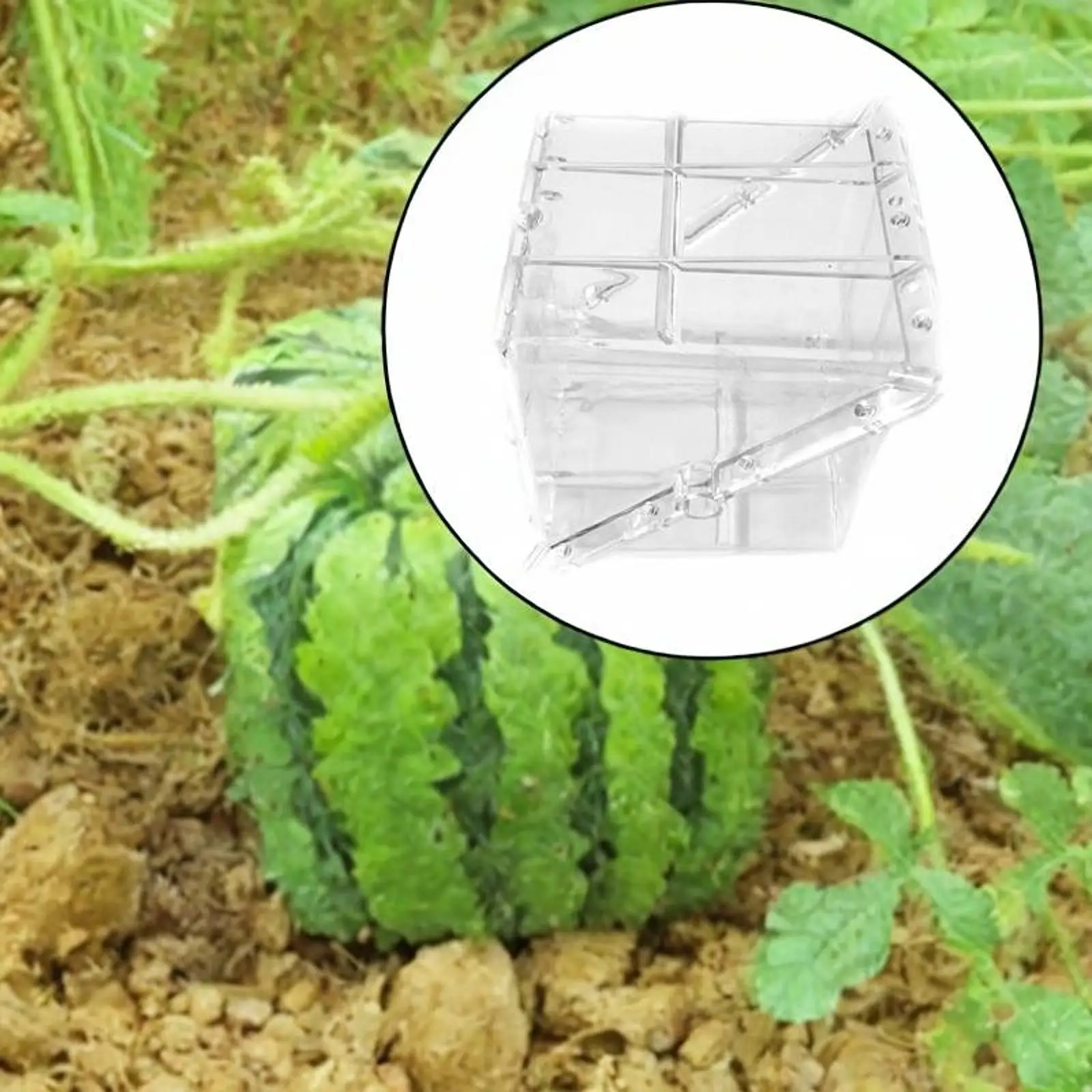 Square Watermelon Growth Model Fruit Shape Tool Clear Equipment Premium Creative Professional Garden Practical Unique Reusable
