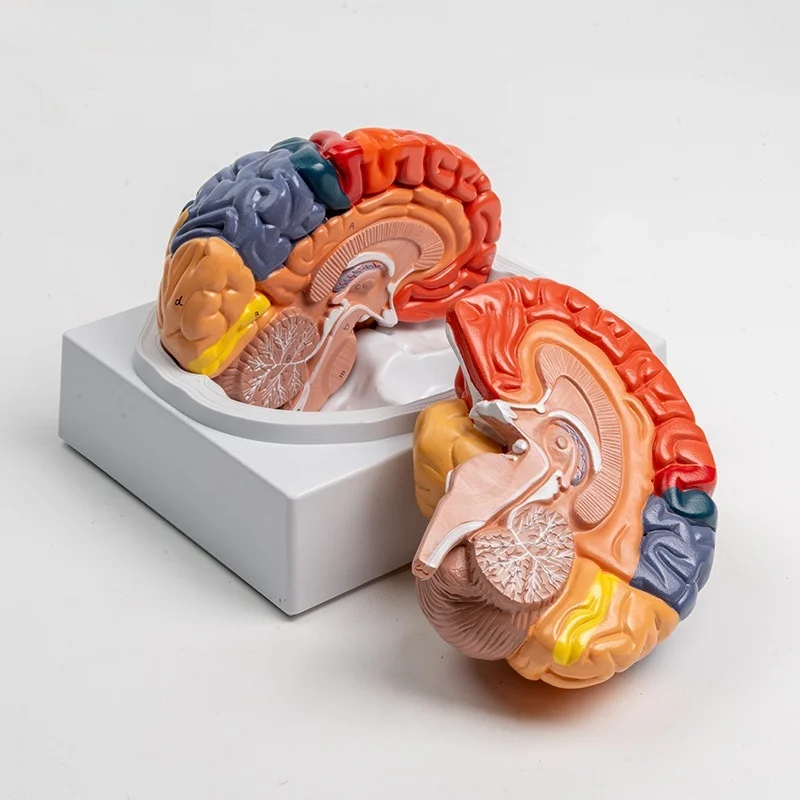 8-Part Brain Model - Color-Coded Functional Regions for Neuroanatomy Education Surgical Training JVLAB