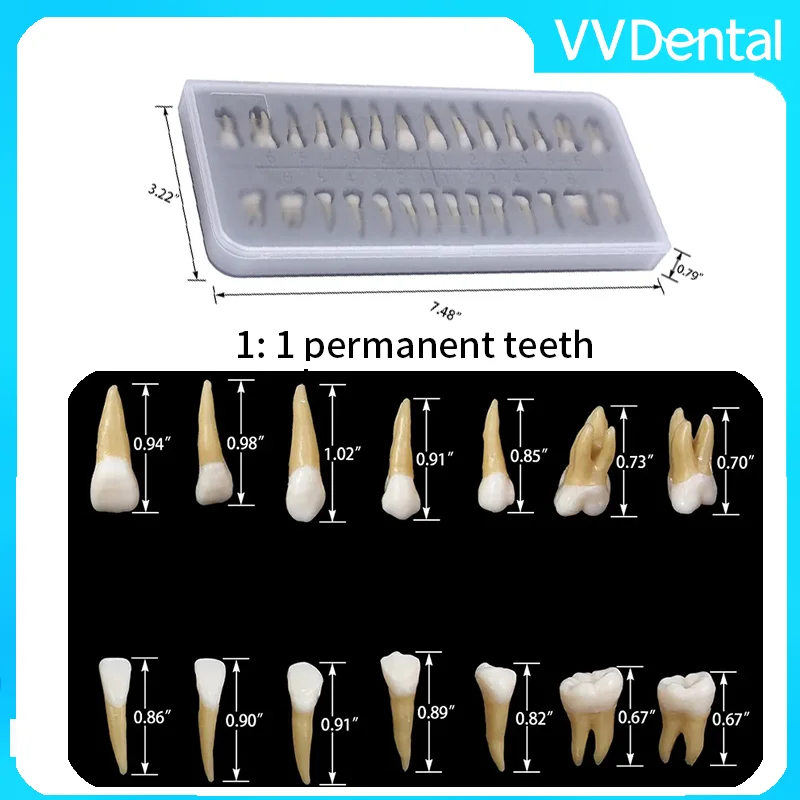 VVDental Dental Full Mouth Teeth Model 28Pcs 1:1 Adult Permanent Tooth Model Resin Teaching Study Equipment for Classroom Use