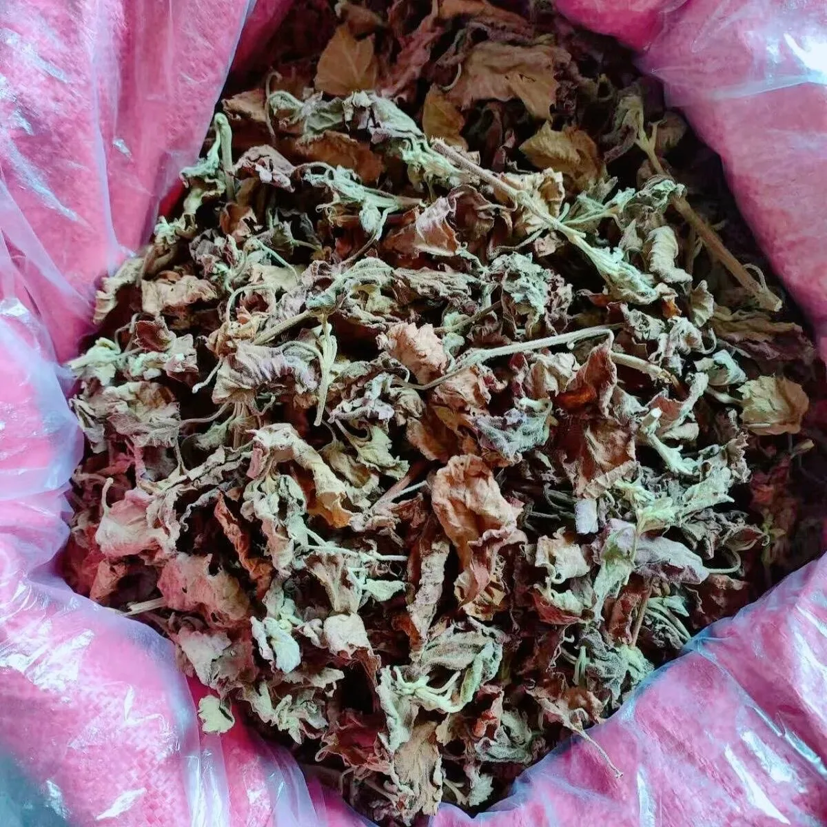 Pogostemon Cablin Natural Seco, Hoja de Pachulí/Perilla para Jabón, Velas, Incienso, Perfumería Casera, Relleno de Bolsitas y Almohadas