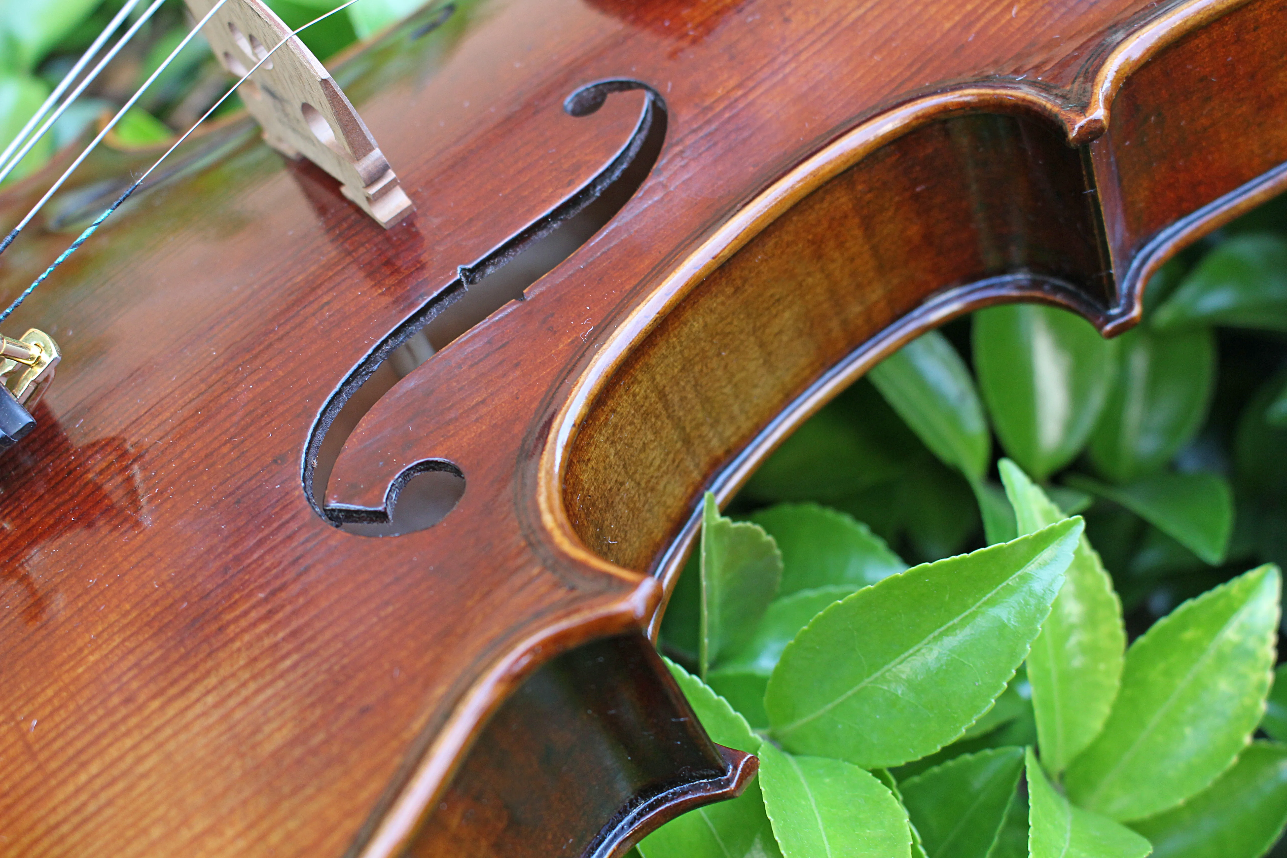 TONGLING Professional Top Master Violin 4/4 Size Handmade Oil Varnish & 20 Years Old European Spruce  Antique Violin