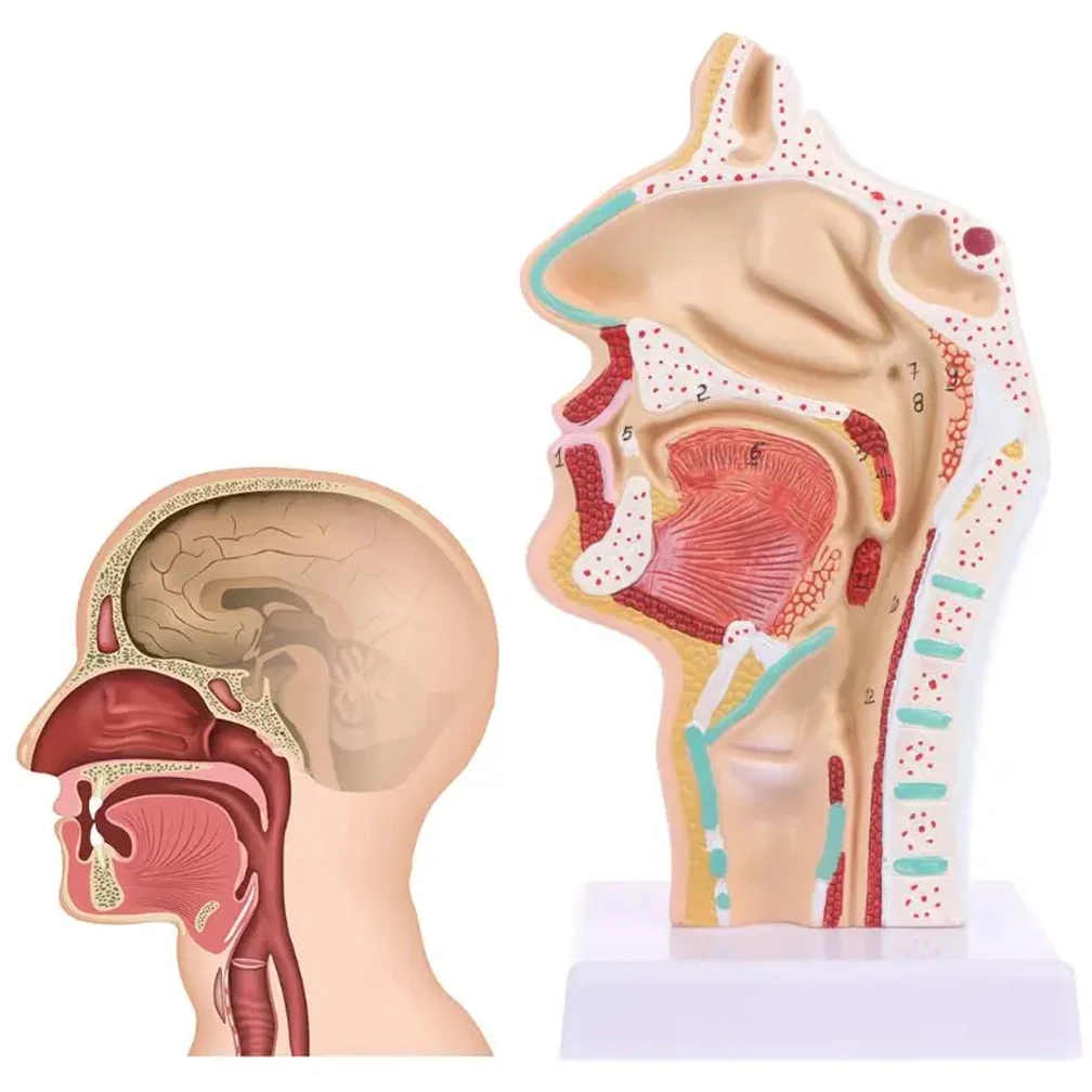 Modelo de cavidad Nasal humana, modelo de cavidad Oral, modelo anatómico de faringe y laringe, modelado de Otolaringología de cavidad faríngea