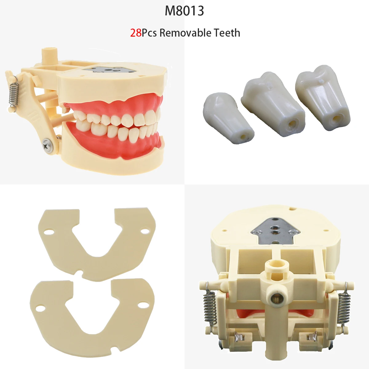 Model stomatologii zębowej zdejmowany żywiczny Model dentystyczny 28 szt. I 32 szt. Zębów pasuje do Kilgore NISSIN 200/500 typ trening dla studenta