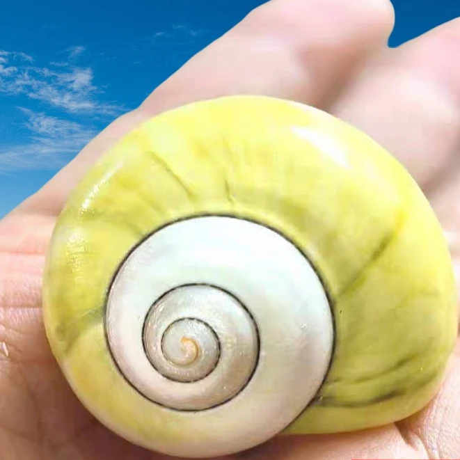 Windmill Avocado Snail Hermit Crab Replacement Shell Natural Conch Shell Fish Tank Landscaping Roll Shell Fish Decoration