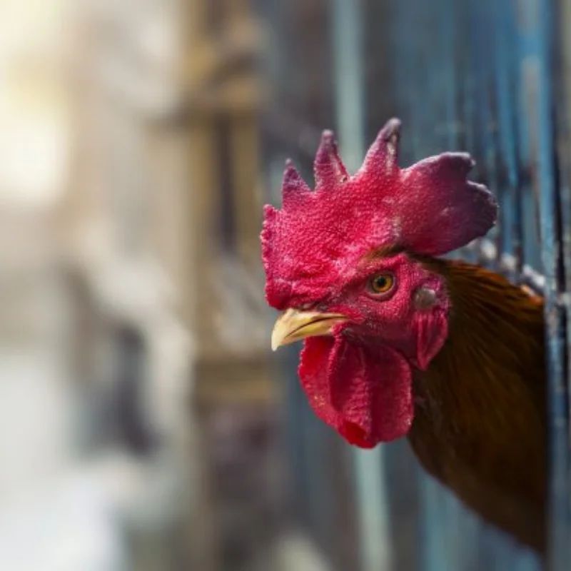 

Slipper Clutch Eliminator Set 6878 For 1/10 Trxs Slash 4X4 Rustler 4X4 Stampede 4WD Hoss 4WD VXL RC Car Upgrade Parts