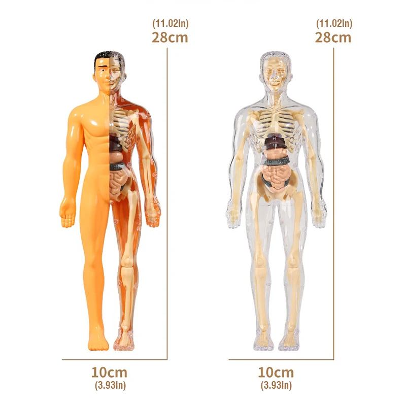 Modelo do Corpo Humano 3D para Criança, Esqueleto Anatomia, Montagem de Órgãos DIY, Brinquedos Educativos de Aprendizagem, Escola Biológica Teaching Aids Tool