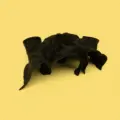 Black-S