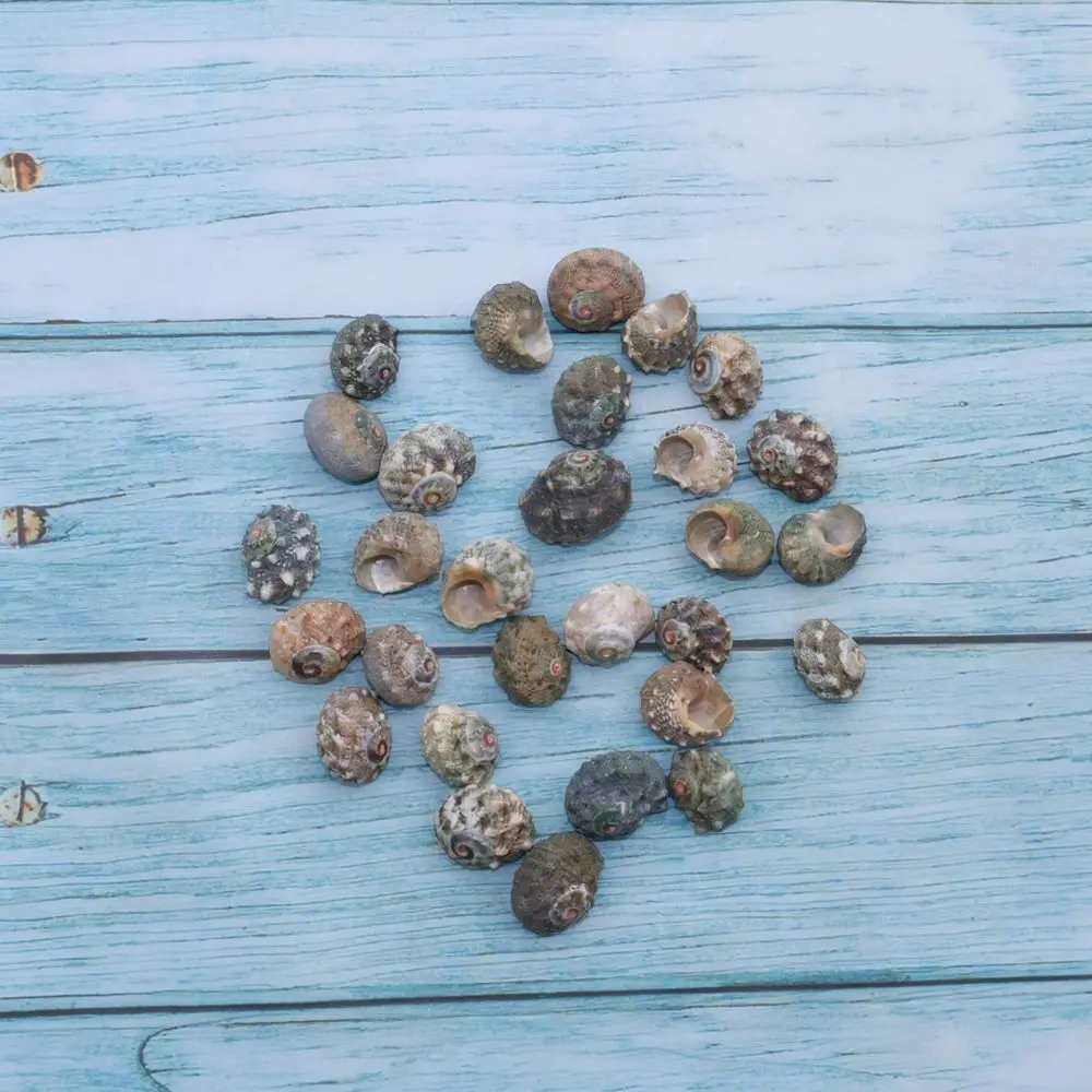 Natural Sea Shells Conchs Collection For Fish Tank Aquarium Decoration Ocean Theme Ornament Diy Crafting Home Decor