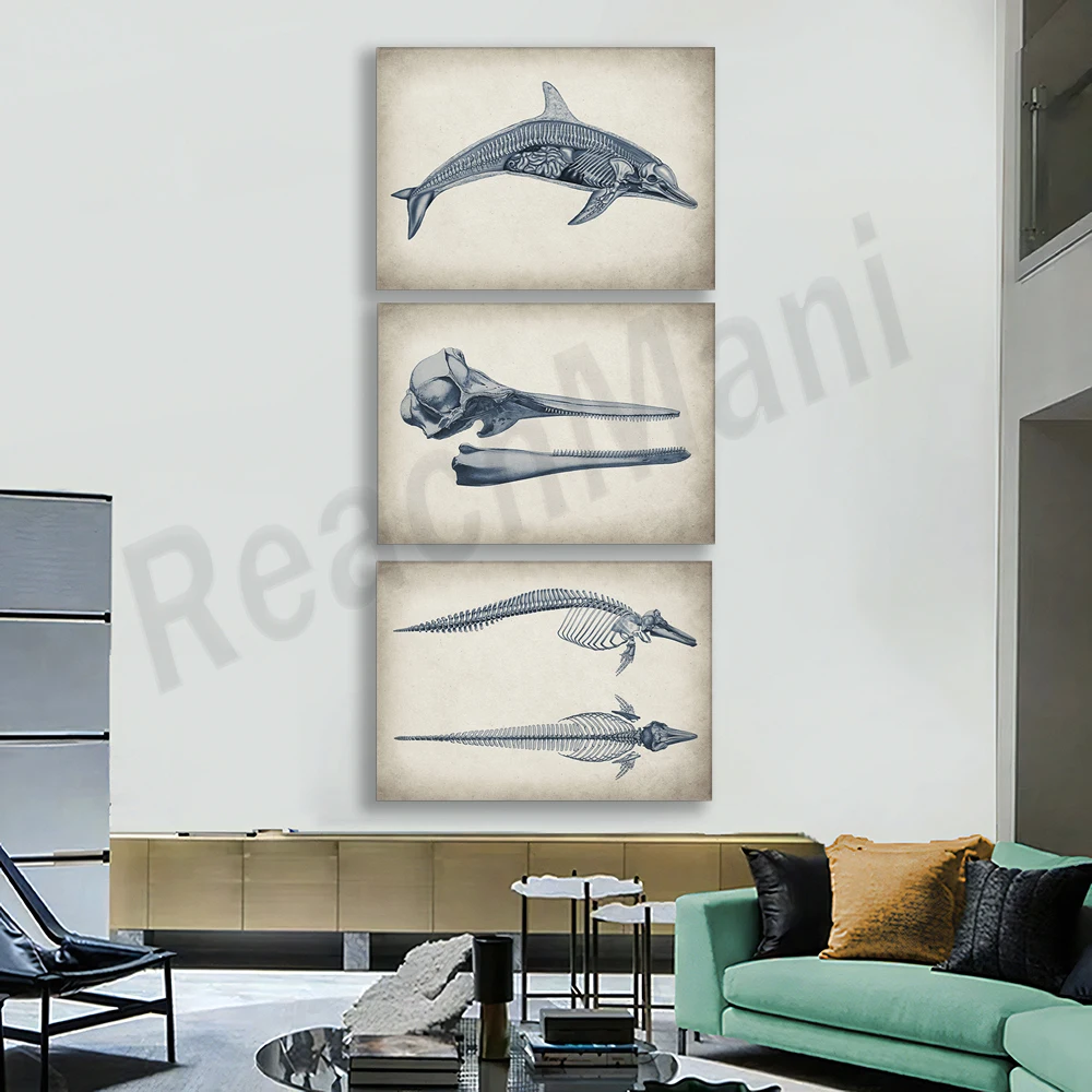 Retro dolphin anatomy poster, marine mammal physiology art, ichthyology art animal anatomy, biology zoology art science art