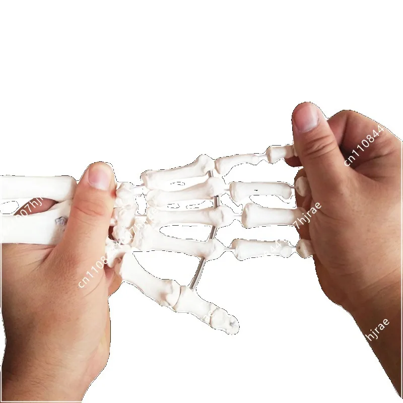 Dynamic foot-hand joint model Adult hand joint function model Bending activity