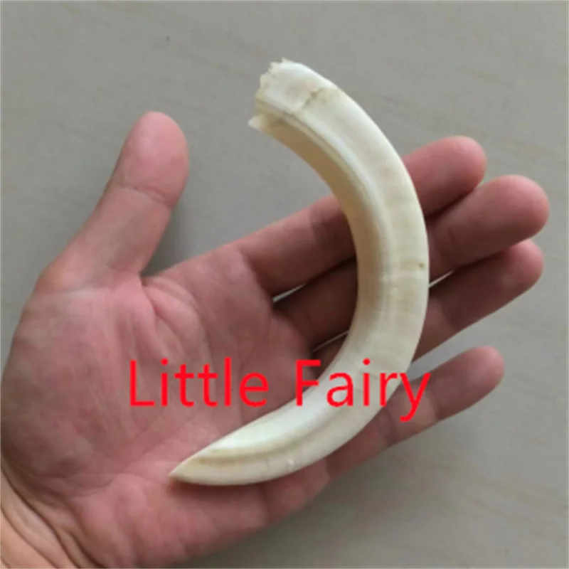 Little Fairy/ Natural Domesticated Pig Teeth To Ward Off Evil and Attract Wealth Necklace Pendant Men Women Personalized Amulet