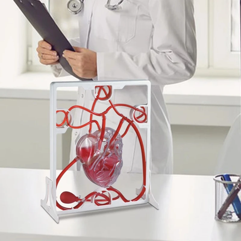 Heart Circulation Model Simulation Science Education for Students Classroom Science Human Body Anatomy Organ Model-A49I