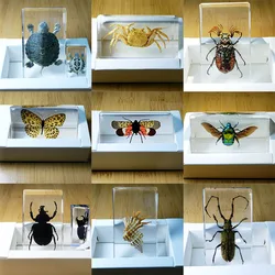 Real Insects Specimens Resin Wrapped In Variety of Insects Suitable for Science Education Cognitive Children's Room Decoration