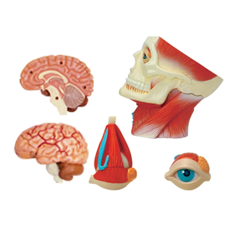 

ABDE--Torso Human Body Model Education Head Muscles Nerve Organs Model For Student Teaching Study Assembling Model