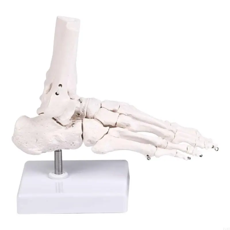 PVC Human Foot Skeleton Model For Anatomy Teaching Learning With Accurate Bone Structure Representation In Classrooms F19E