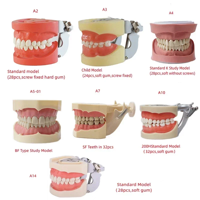 Dental Full Denture Model Standard/Child 24/28pcs Dentistry Accessories Orthodontics False Teeth Modelin Dentistry Teaching Tool
