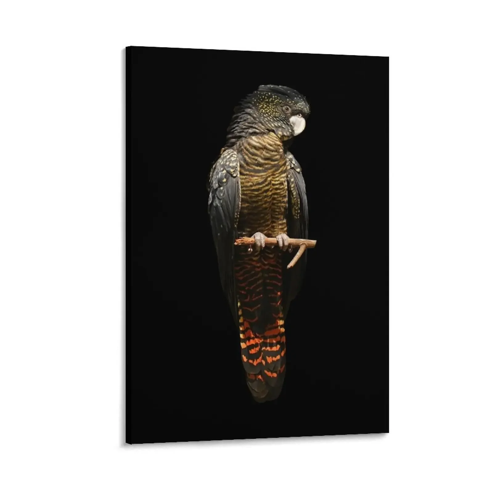 

Red-tailed Black Cockatoo 2 Canvas Painting poster aesthetic modern home decoration