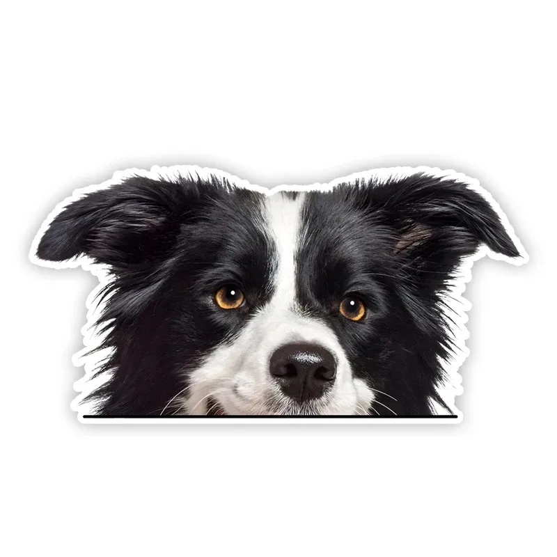 Cute Border Collie Car Stickers Waterproof Vinyl Decal For Truck Motorcycle Scooter Auto Accessories 17x8.5cm PVC KK