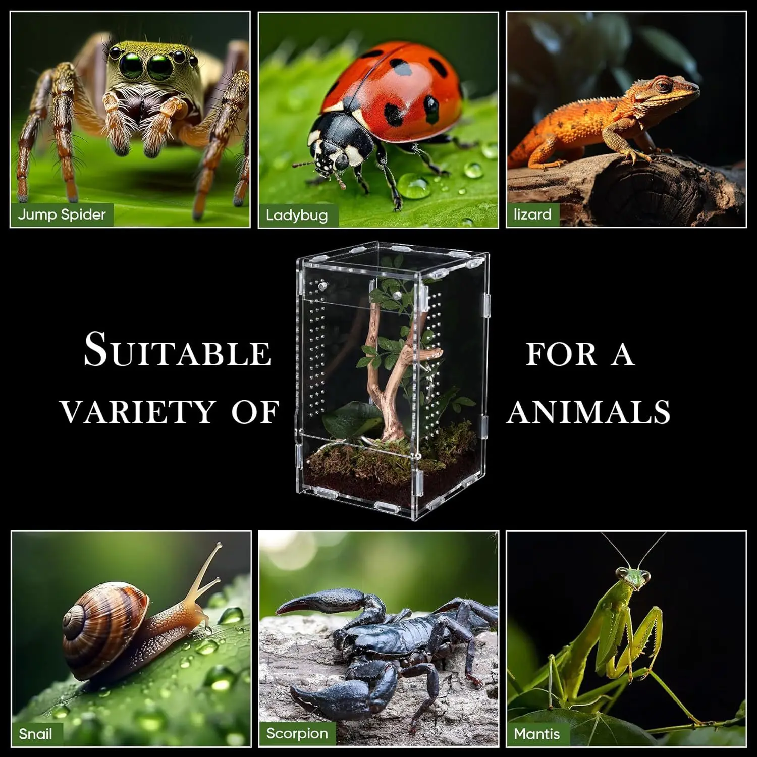 

Transparent Acrylic Mini Pet Habitat With Magnetic Door Opening Design For Jumping Spider Fly Hunting Spider Tree Spine Spider