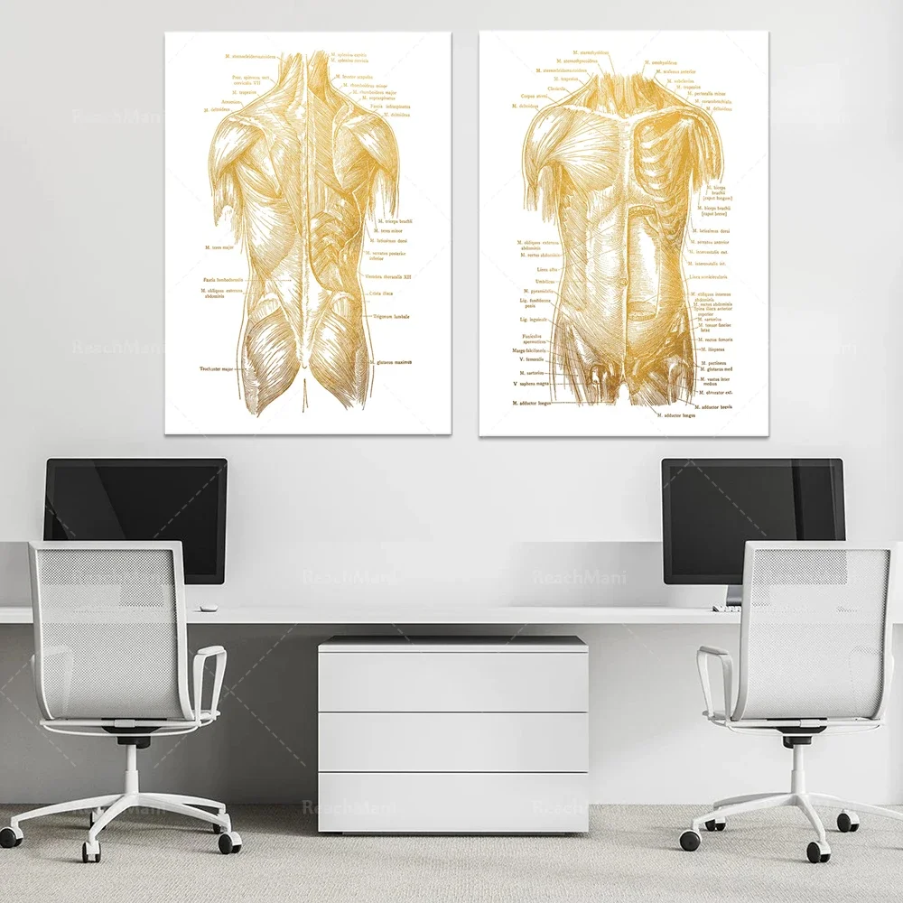 Body Anatomy Physiotherapy Print Set 2-Massage Therapy Gift-Human Anatomy Art-Gym Wall Art-Anatomy Poster