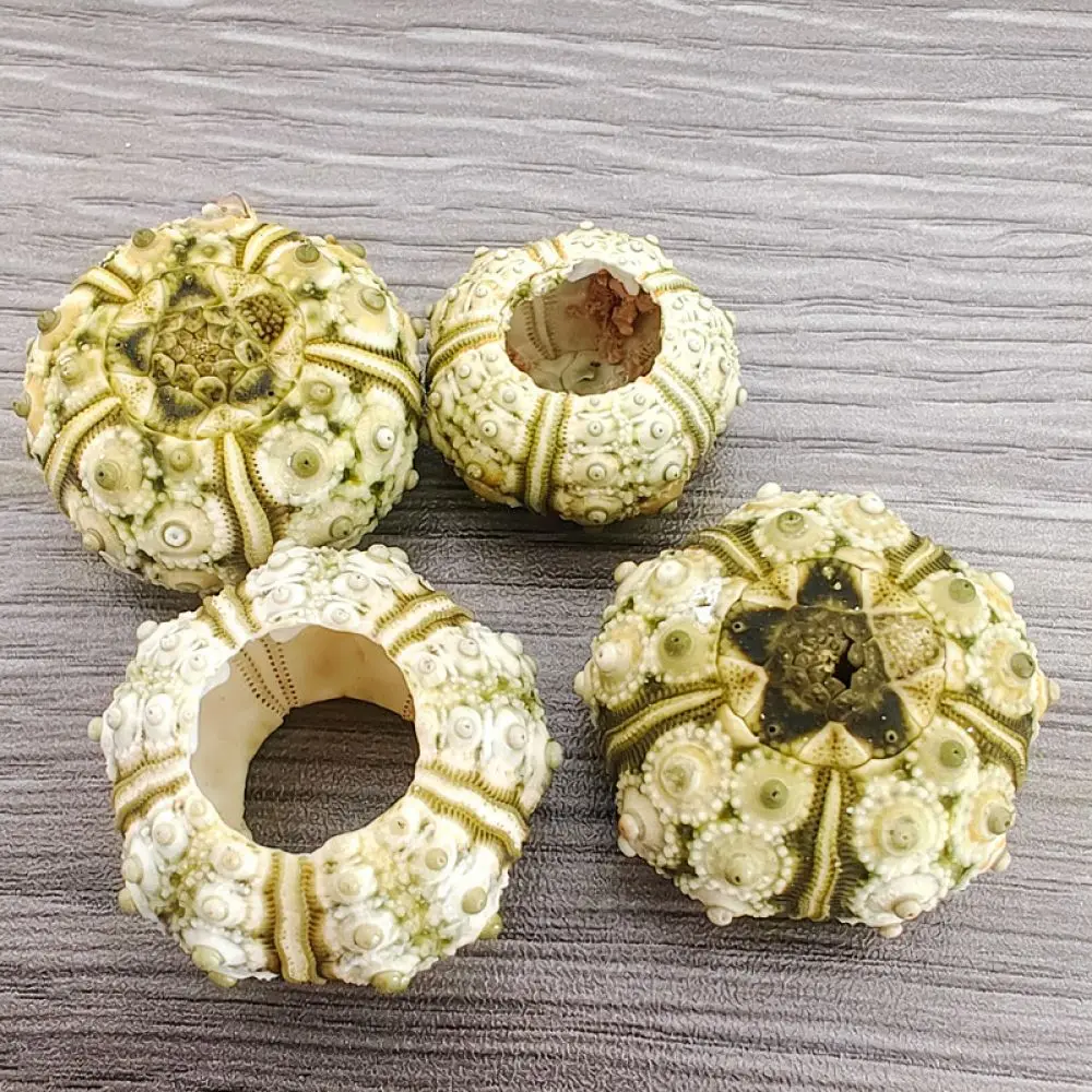 Organic Sea Urchin Ornament For Zhuolangge Minimalist Modern Decor Air Plant Base Aquarium Underwater Landscape