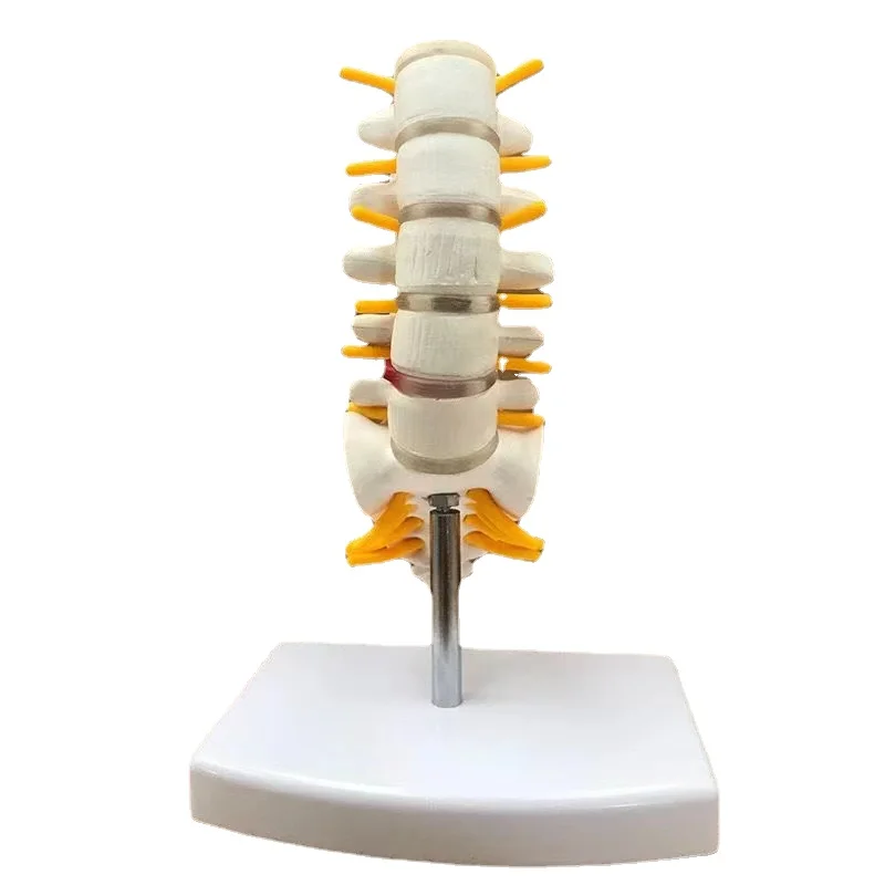 Human Anatomical model 5-segment lumbar spine with sacral accessory nerve Orthopedic Lumbar Vertebral Spine Anatomy Model