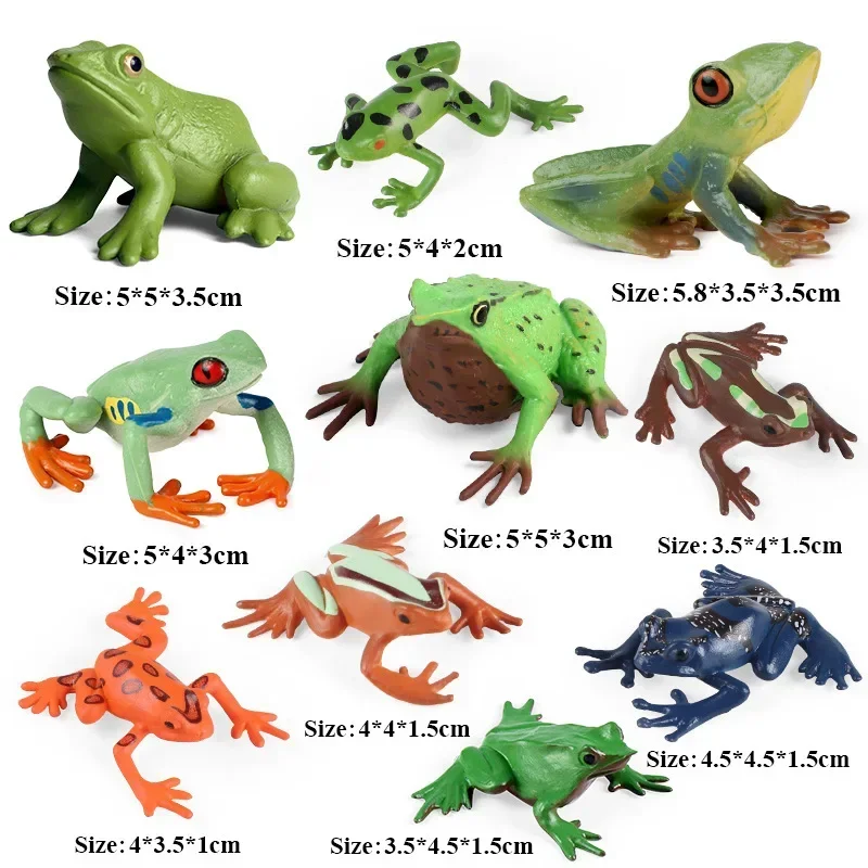 Figuras anfibios de animales salvajes para niños, simulación cognitiva, modelo educativo de ciencia, rana Darwin, adorno de paisaje de la selva tropical