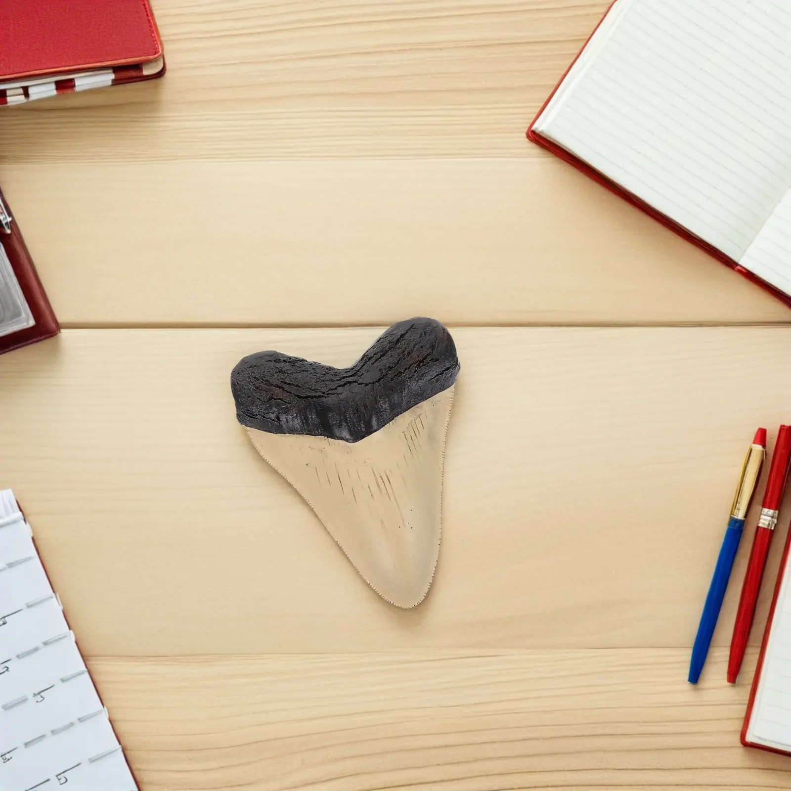 Dent de Megalodon réaliste en résine, dent de requin préhistorique, objet de présentation pour salle de classe scientifique, décoration d'étagère pour l'étude à domicile