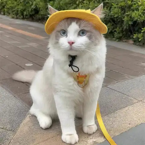 6 best sales पीले कुत्ते के कान - №5